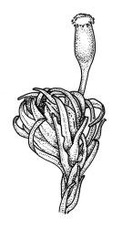 Orthotrichum crassifolium subsp. crassifolium, perichaetial branch detail, dry. Drawn from D.H. Vitt 2316, CHR 556093.
 Image: R.C. Wagstaff © Landcare Research 2017 